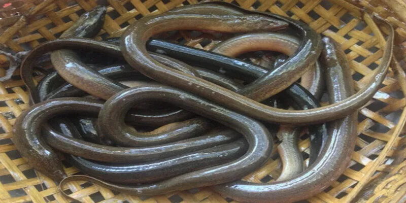 Ý nghĩa của những giấc mơ thấy lươn